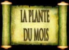 herboristerie romaine