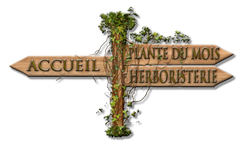 plante romaine du mois