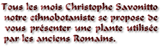Tous les mois Christophe Savonitto
 notre ethnobotaniste se propose de
 vous présenter une plante utilisée
 par les anciens Romains.