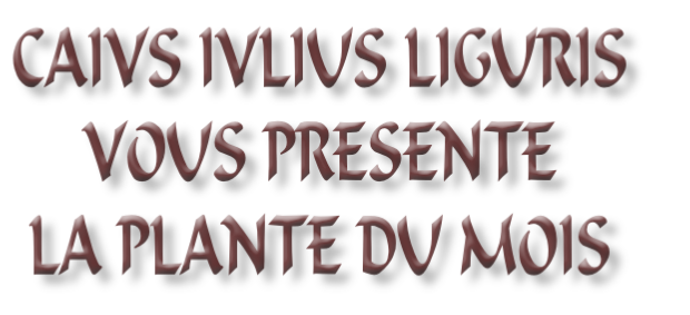 CAIVS IVLIUS LIGURIS 
VOUS PRESENTE
LA PLANTE DU MOIS