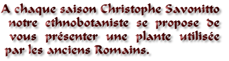 A chaque saison Christophe Savonitto
 notre ethnobotaniste se propose de
 vous présenter une plante utilisée
 par les anciens Romains.
