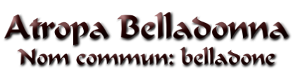 Atropa Belladonna Nom commun: belladone