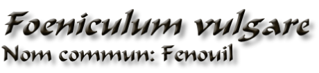 Foeniculum vulgare Nom commun: Fenouil