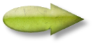 plante romaine de saison