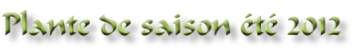 Plante de saison été 2012