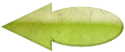 Fenouil herboristerie romaine antique
