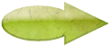 Sauge herboristerie Romaine antique