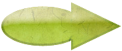 index des plantes d'un jardin herboriste Romain