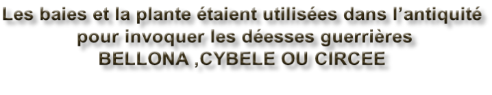 Les baies et la plante étaient utilisées dans l’antiquité  pour invoquer les déesses guerrières  BELLONA ,CYBELE OU CIRCEE